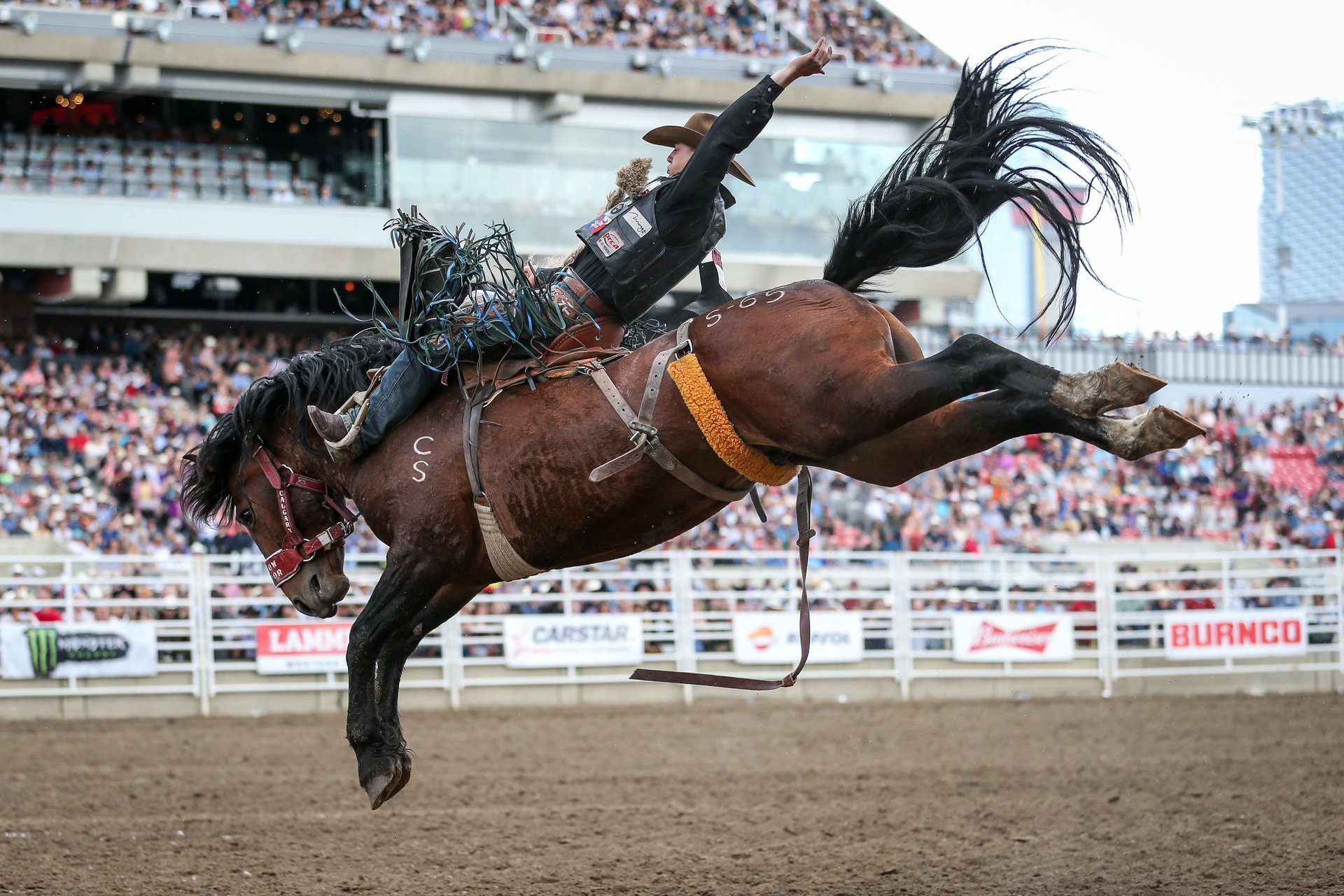 Rodeo