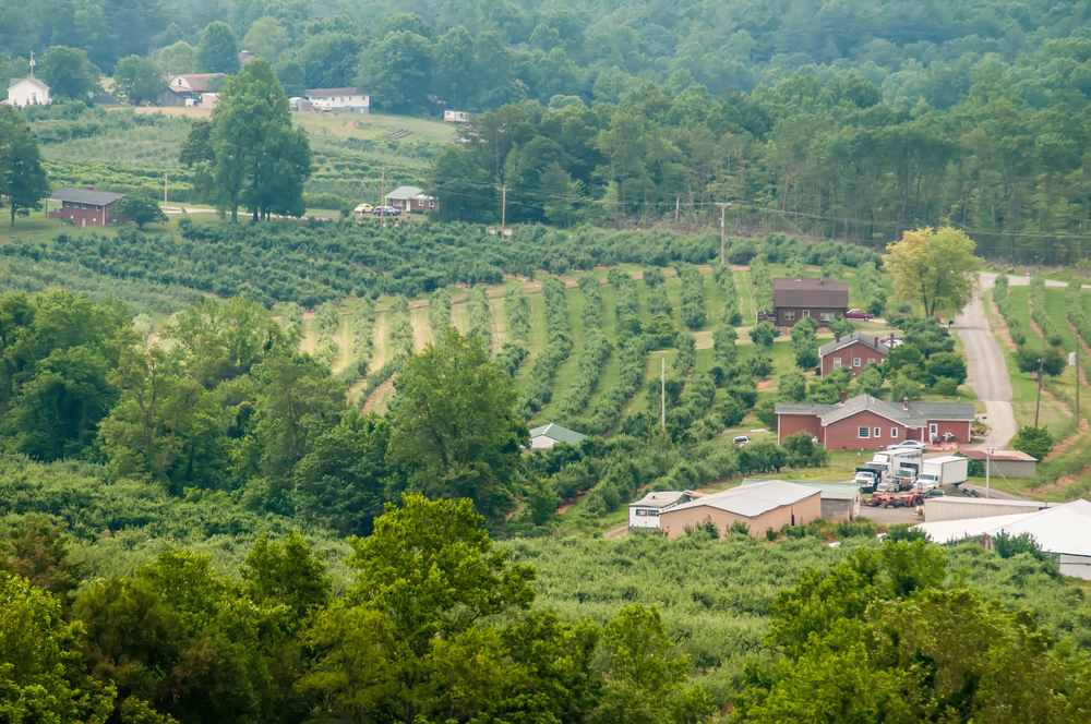 virginia winery
