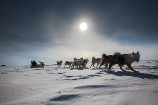 dog sledding