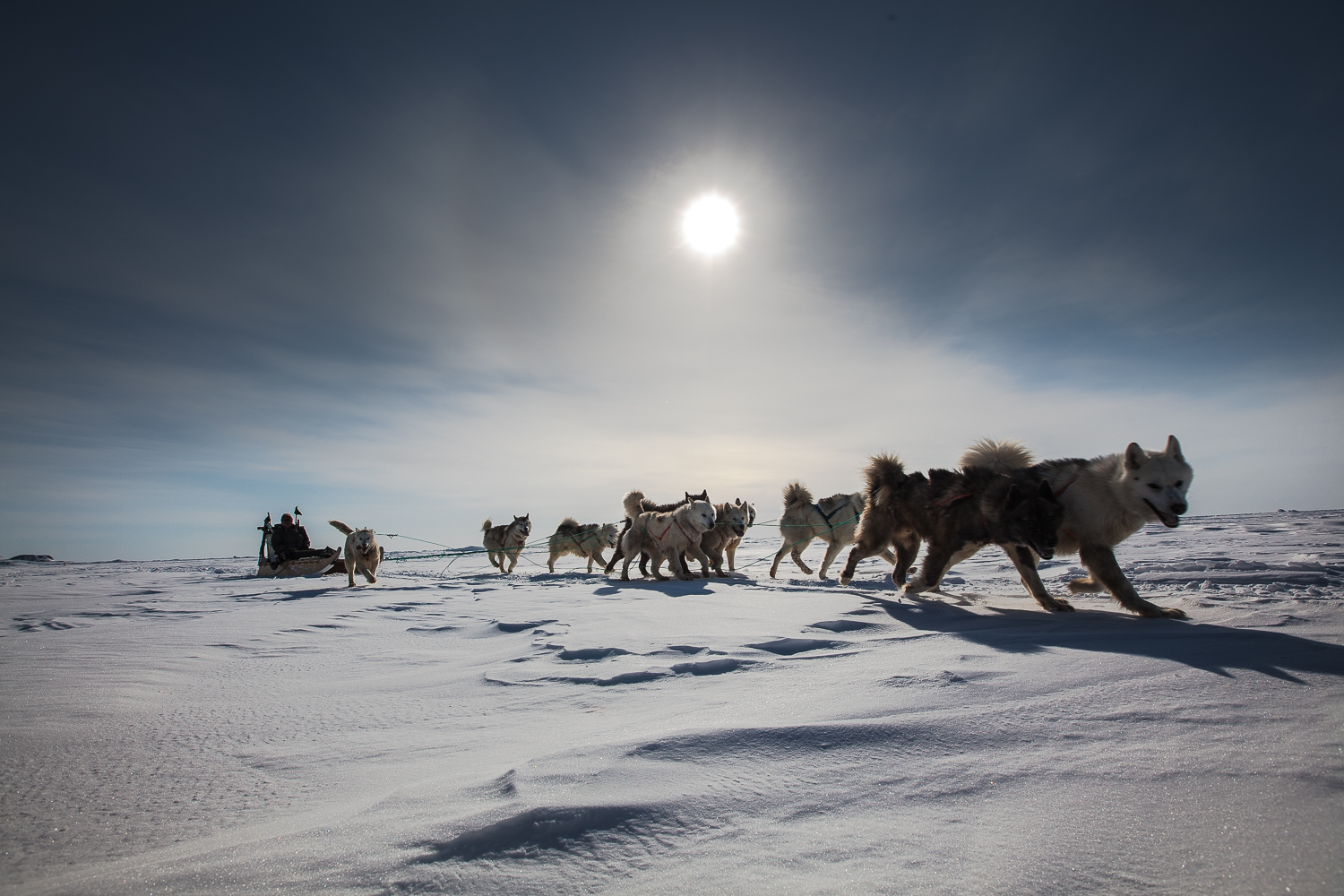 dog sledding