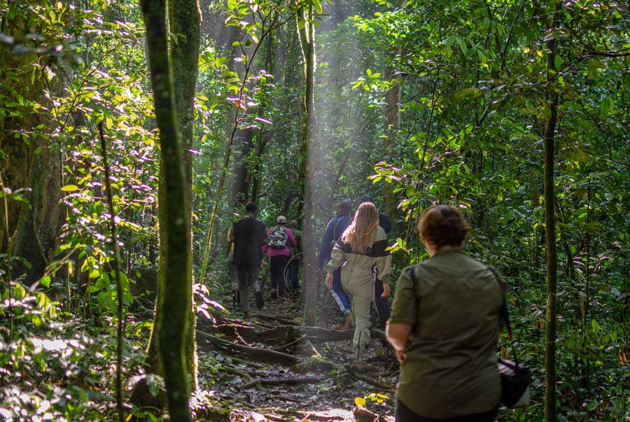 Hiking in Uganda’s breathtaking landscapes, including Rwenzori Mountains and lush forests, a top destination for nature lovers and adventure seekers in East Africa.