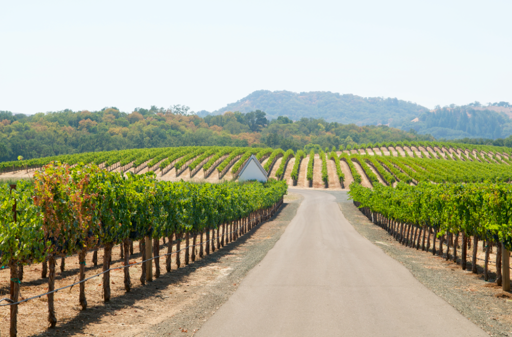 Vineyard with paved road and a house in the background