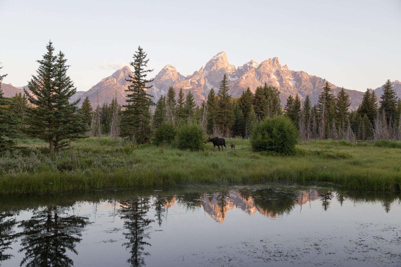 Moose at lake