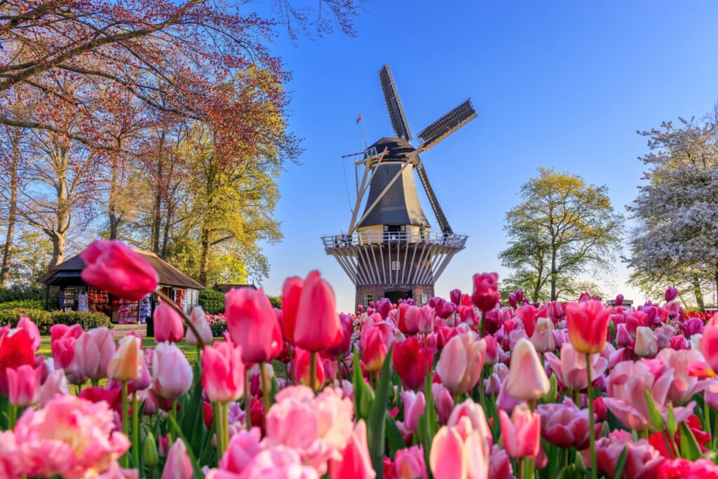 Tulip farm