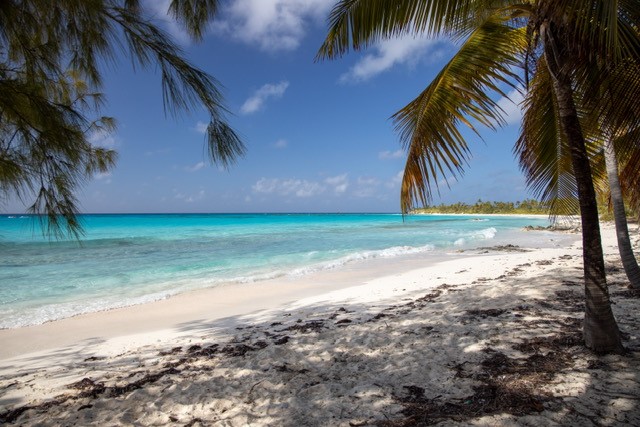 Beach with palm trees