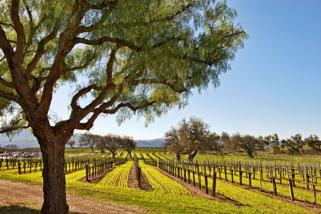 Beautiful views of the winery.