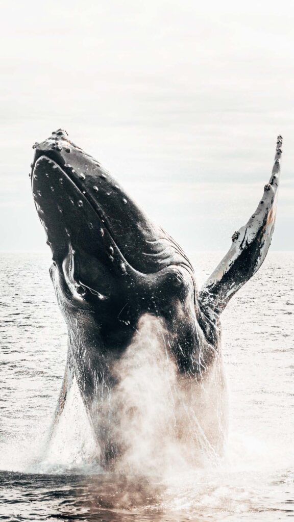 Whale watching