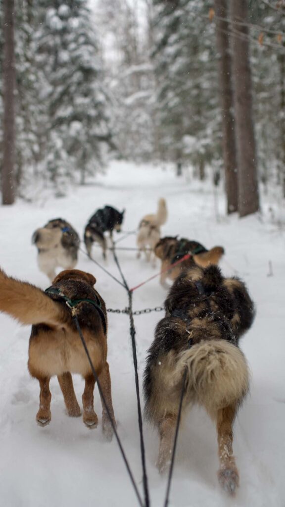 Dogsledding