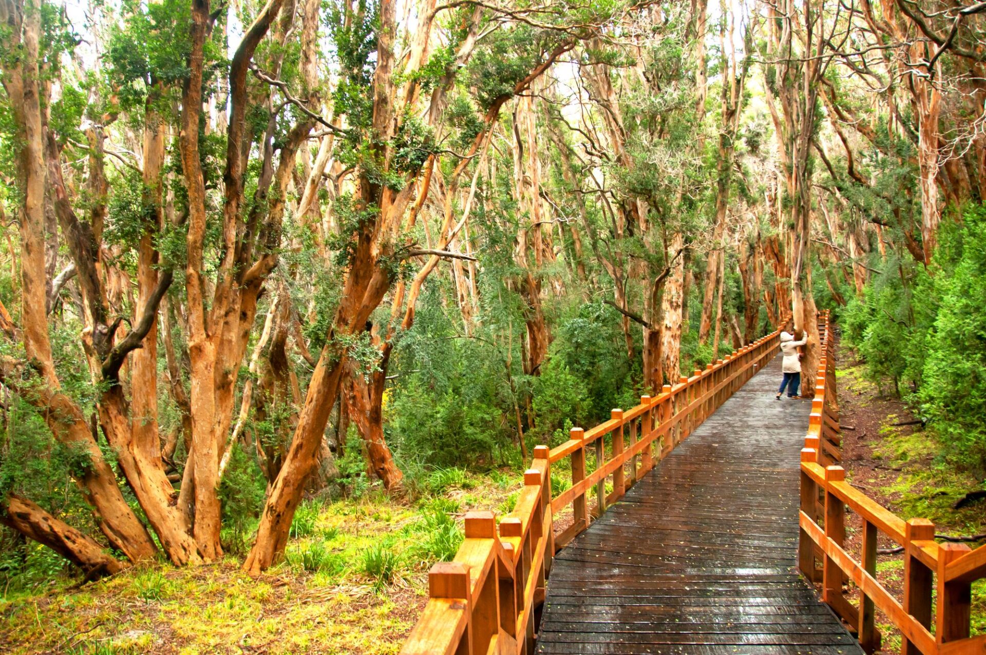 foot bridge among trees