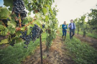Winery in Niagara on the Lake