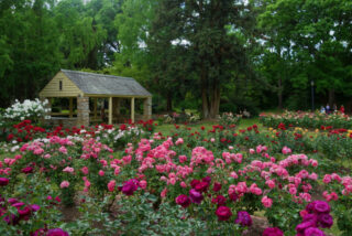 rose garden in raleigh nc