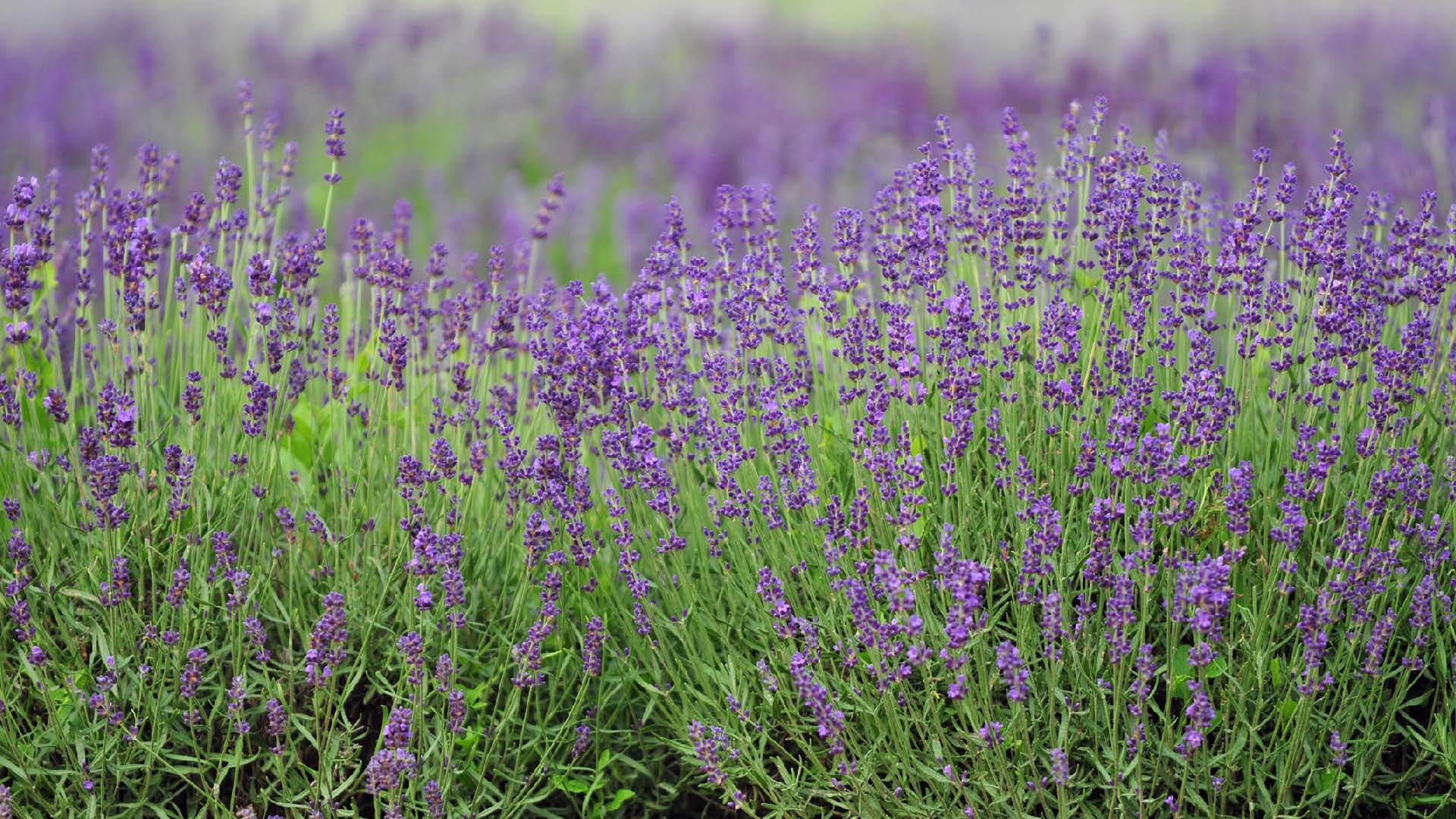 Lavender field