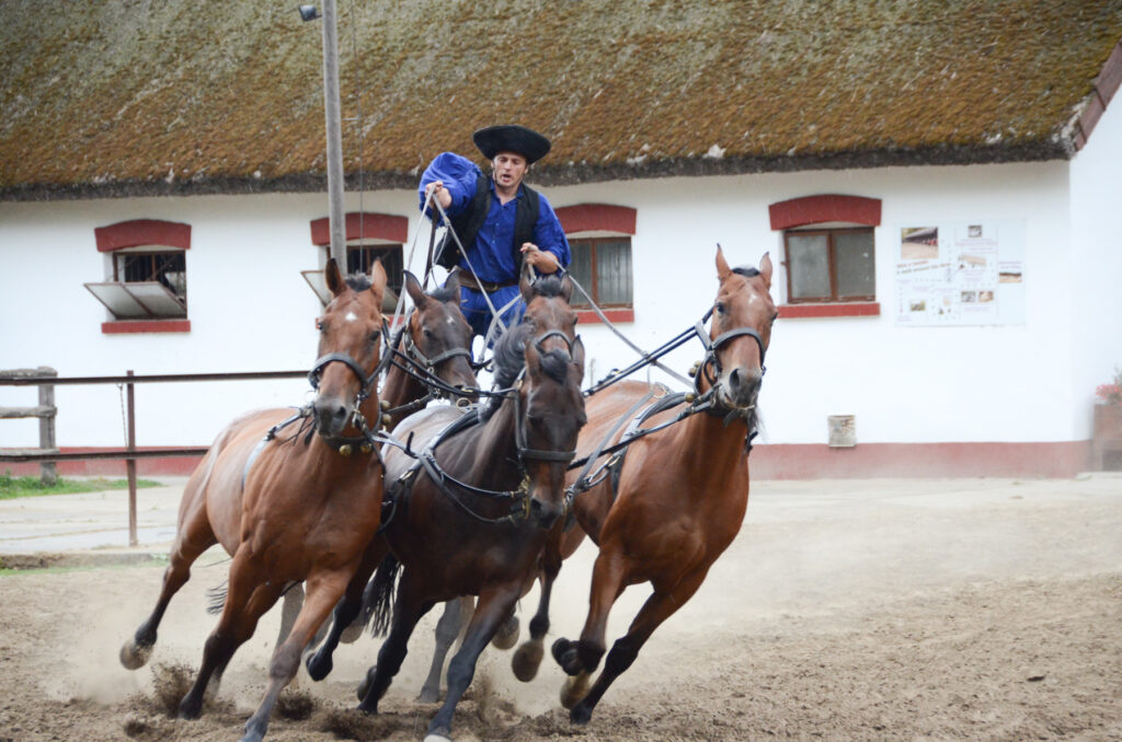 Horse-Show