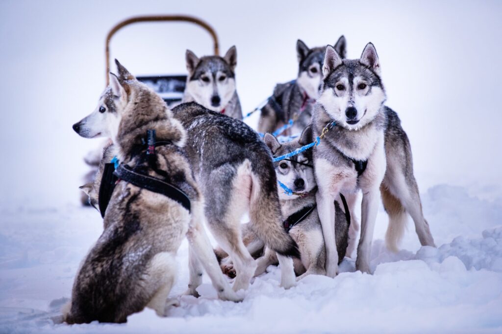 Group of huskies