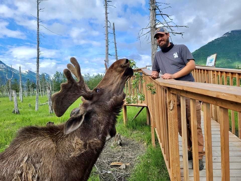 Moose