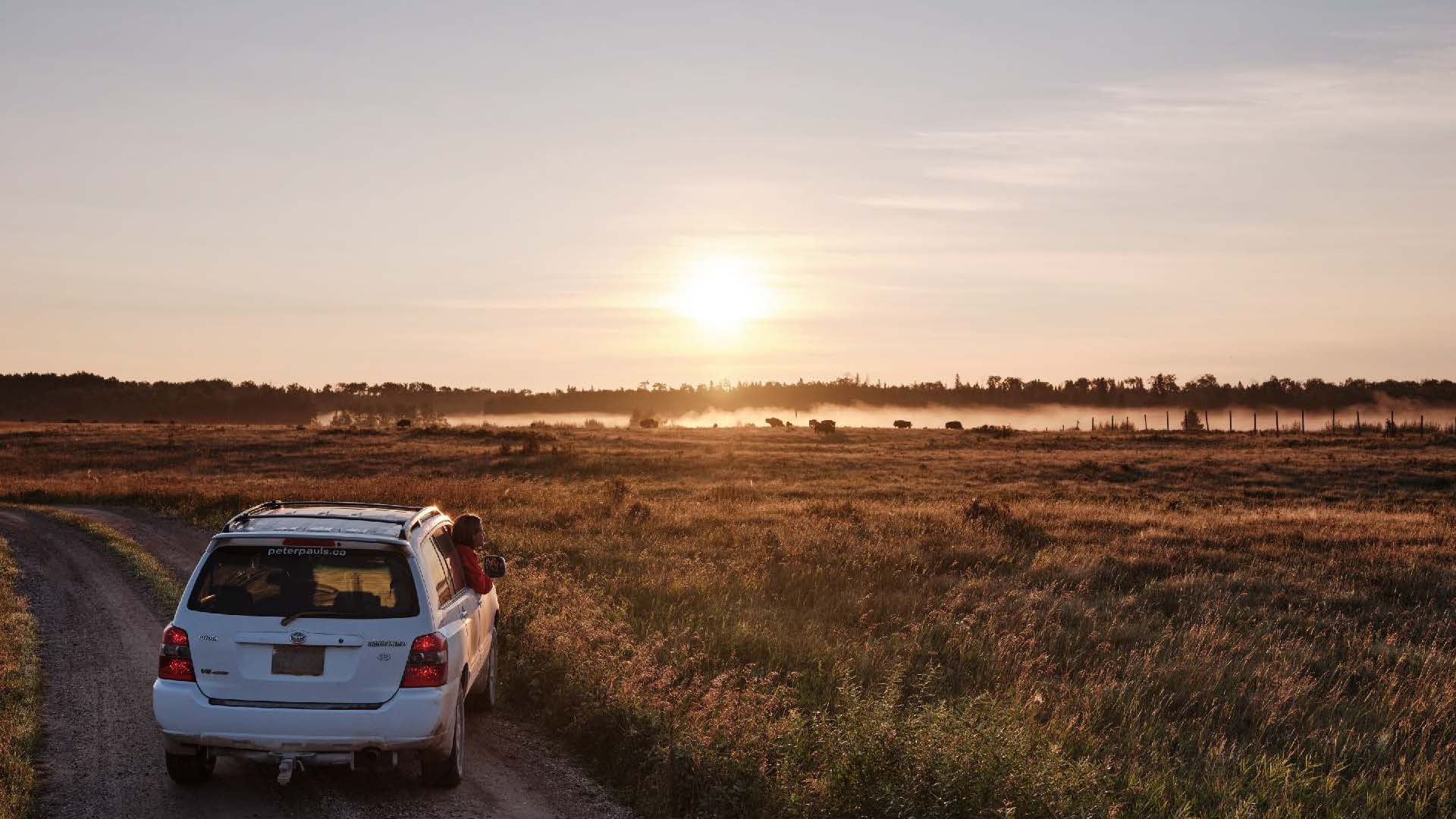 Bison in the wilderness