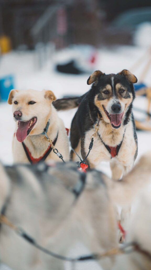 Dog sledding