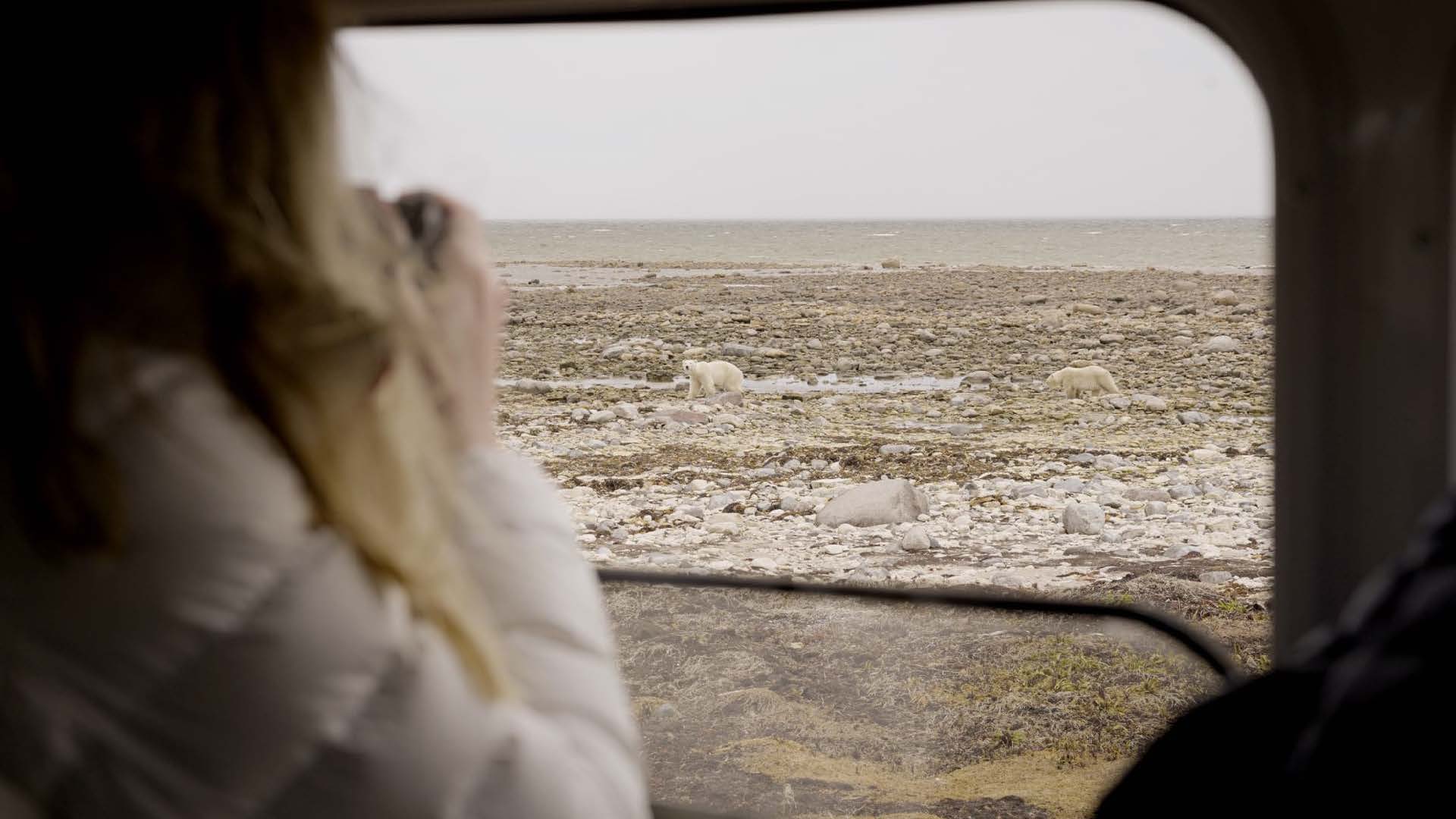Polar bear excursion