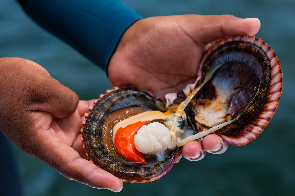 Fresh scallop