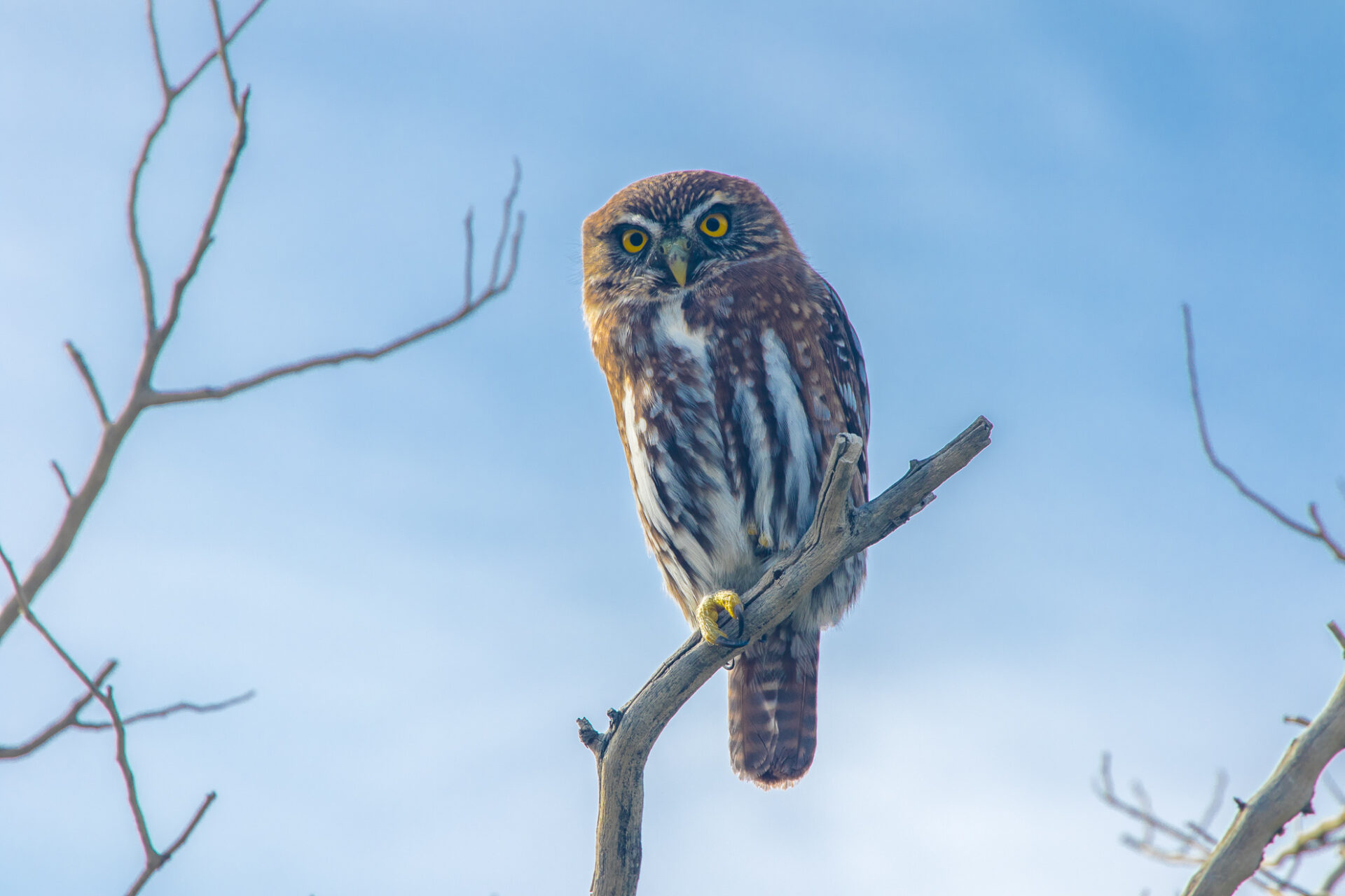 Owl (wildlife) in Patagonia