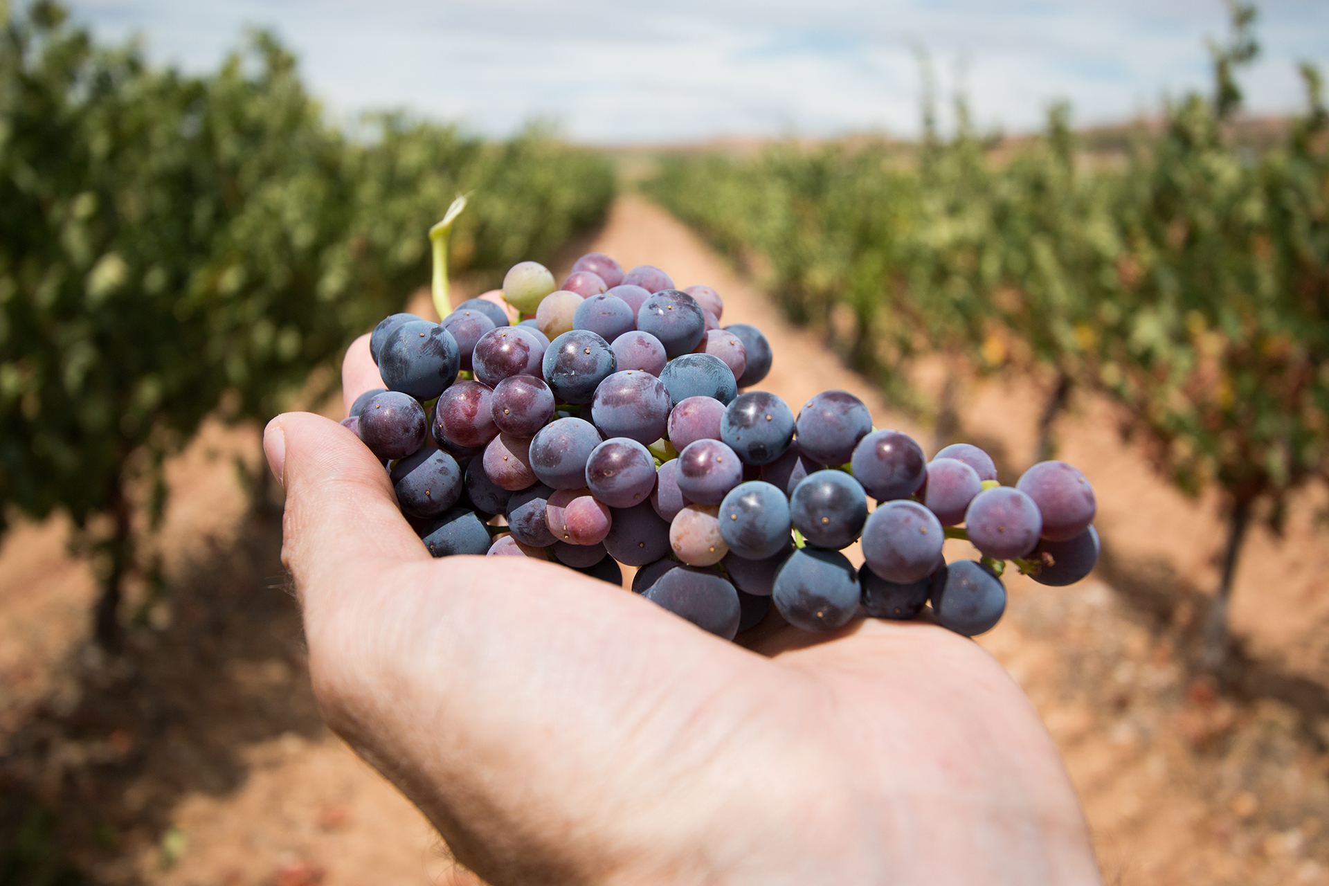 Grapes in a vineyard
