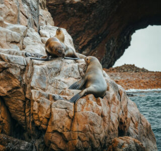 See lions on rock