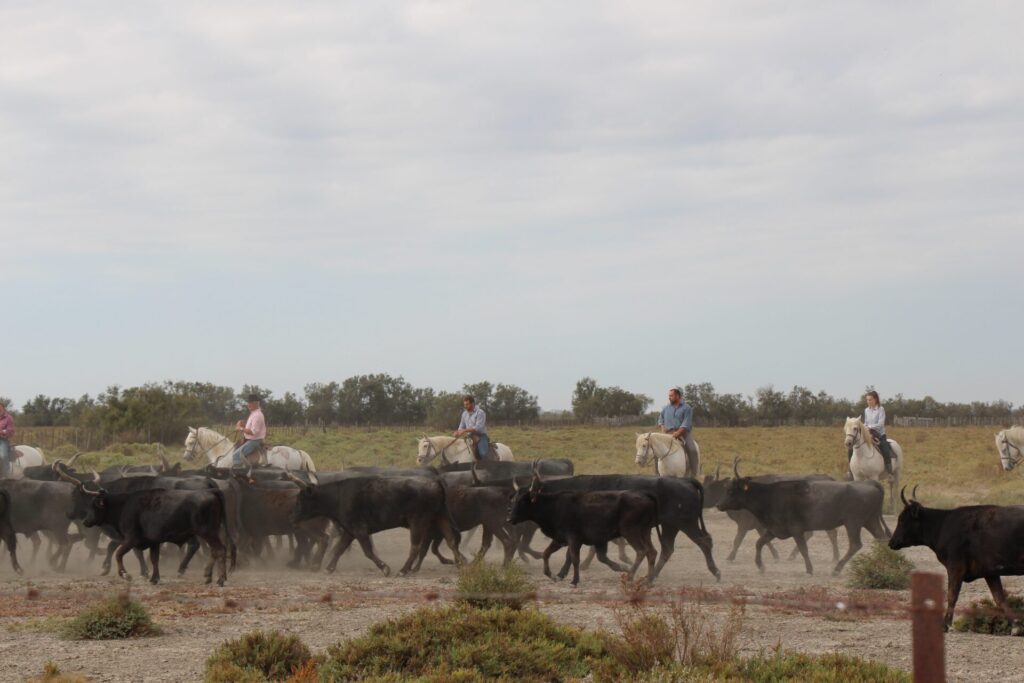 Bull Farm Camargue Marseilles