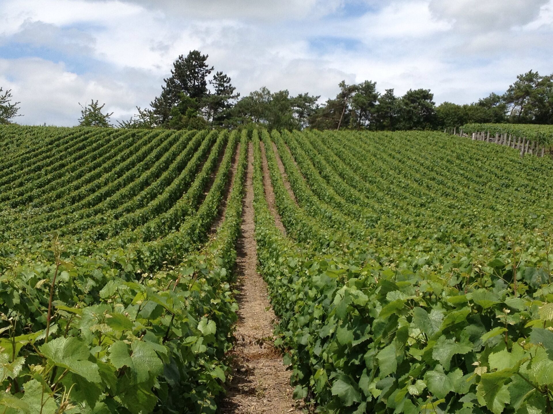 Champagne-Vineyard@EDTMarne.jp