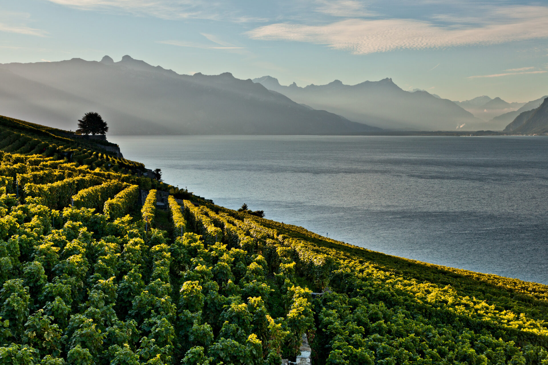 Lavaux