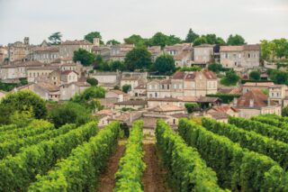 Bordeaux Saint Emilion vineyards