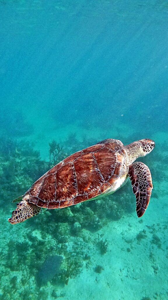 turtle swimming