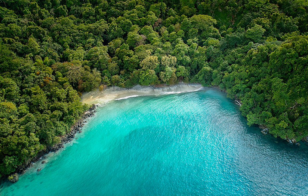 Trees and Ocean cove