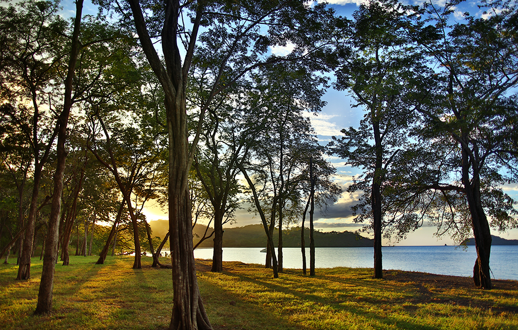 Trees with water in background