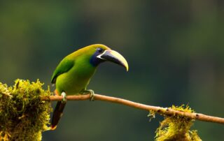bird on tree